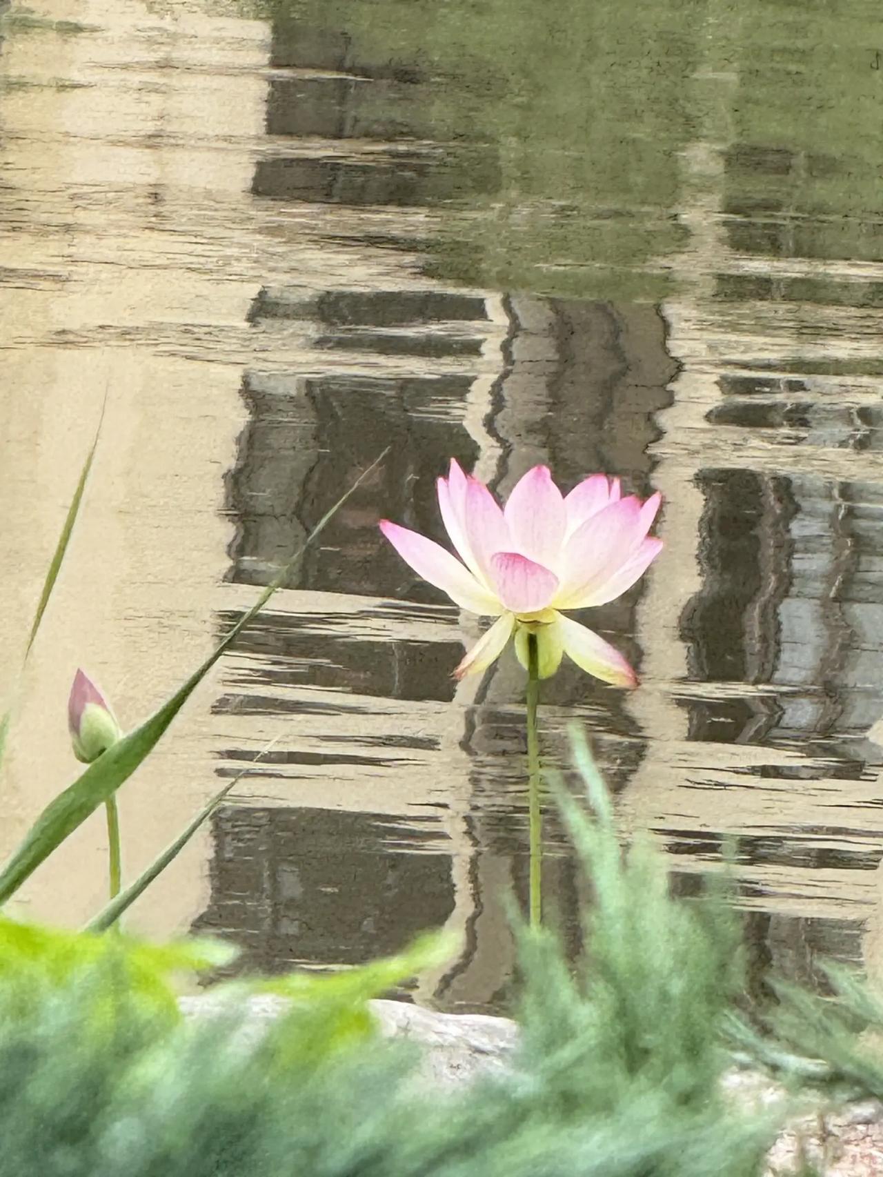 半池花开｜静谧的荷 岁月行至年中，七月款款踏夏而来。一池荷花暗香浮动，心绪也随荷