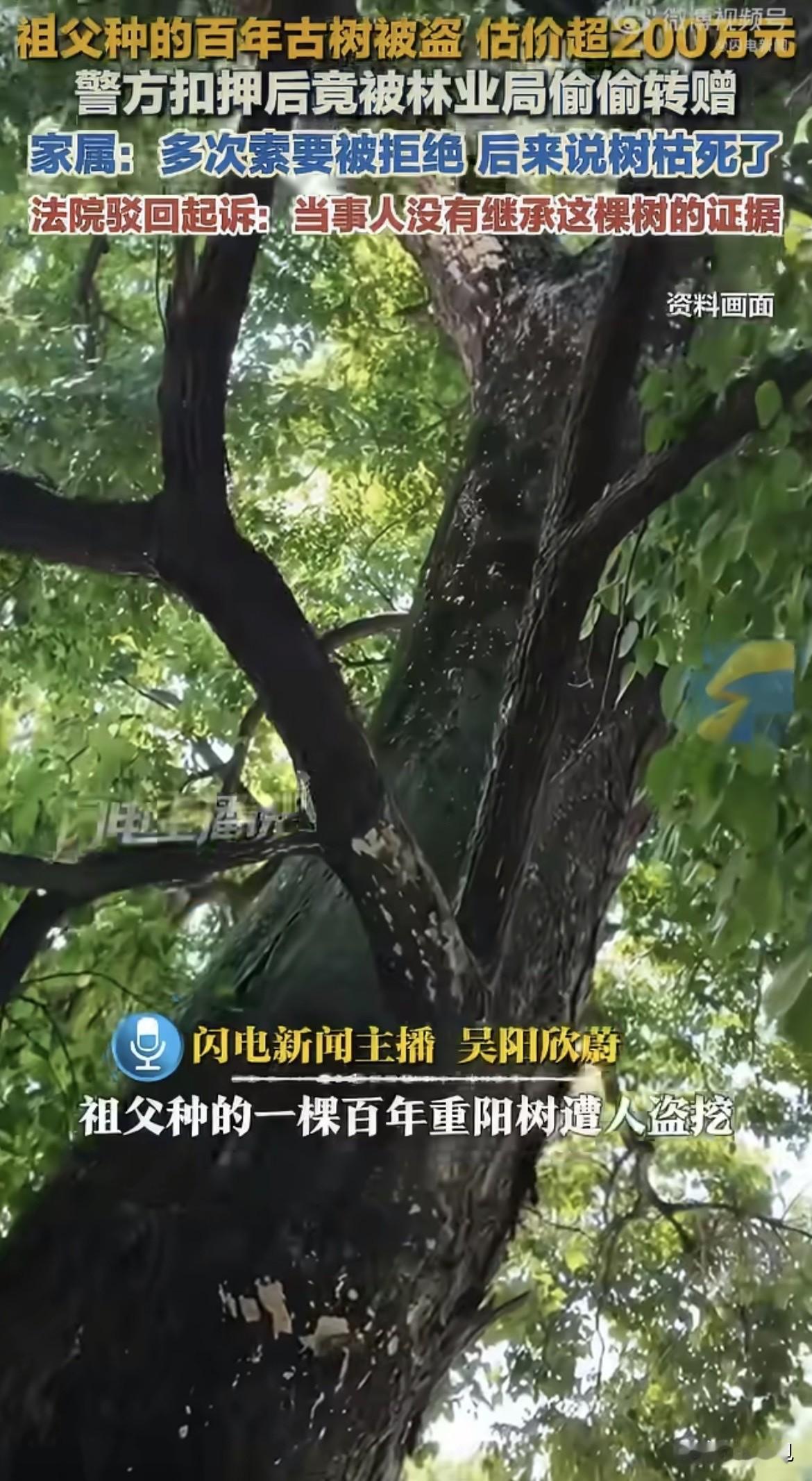 符彩轮家那棵上百年的树被人偷挖。叔父符国光当场报警，警方把树扣了。结果呢？这棵被