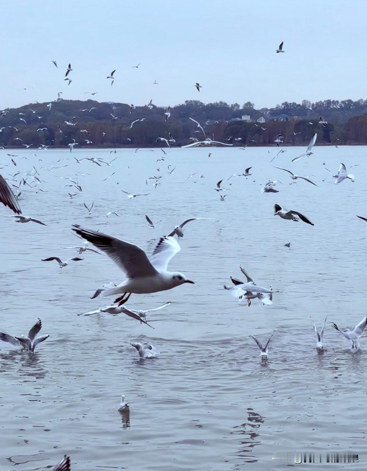 【无锡鼋头渚｜西伯利亚浪漫已抵达！
