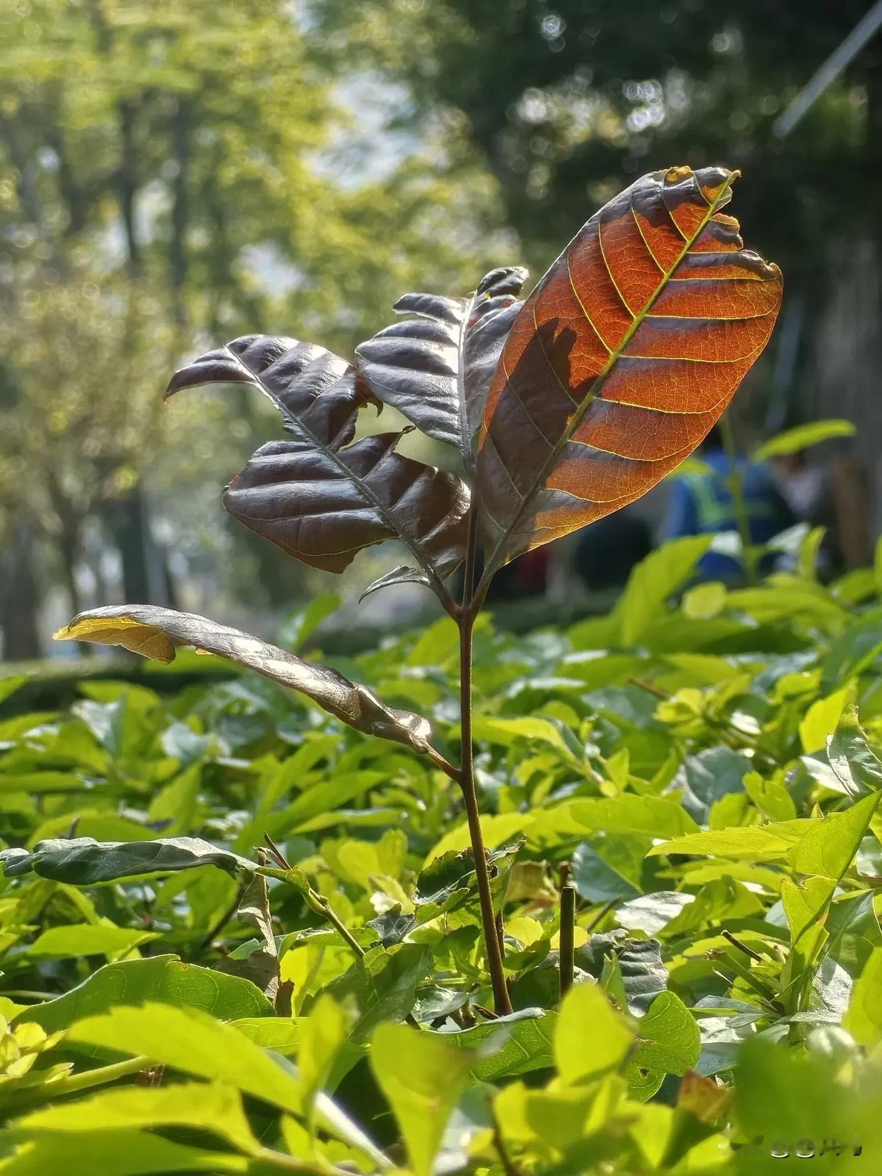 手持手机到处钻，美景趣事都入盘。
大街小巷寻片段，累成啥样也心欢。
为拍视频素材