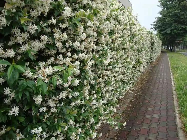 一树桃花零落院，
千支茉莉盛开墙。
网络图片