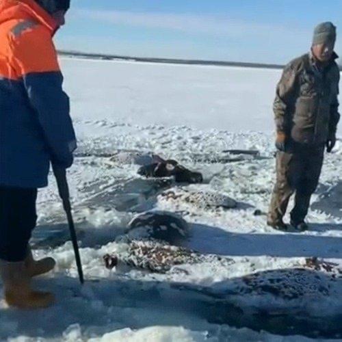 最近黑龙江出了件让人揪心的事儿——黑河嫩江市七星泡农场有13匹马掉进水库，全被冻