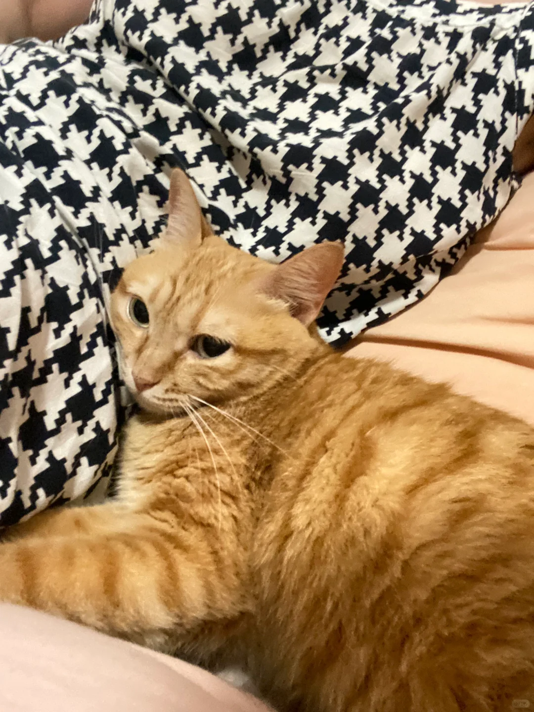 被小猫需要的感觉太好了！！！