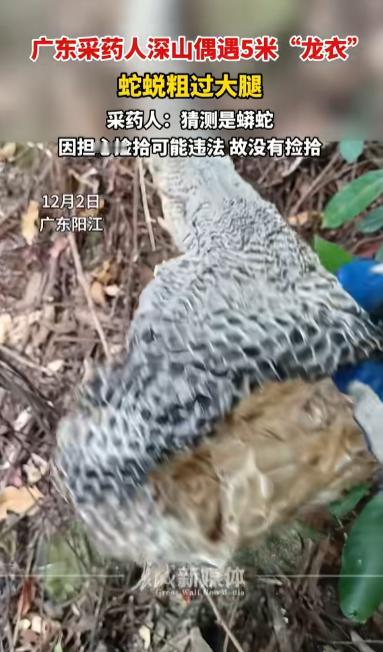 “根本不敢捡！”广东阳江，一男子到山上采药，在山间中发现蛇蜕，但不同于普通的蛇蜕