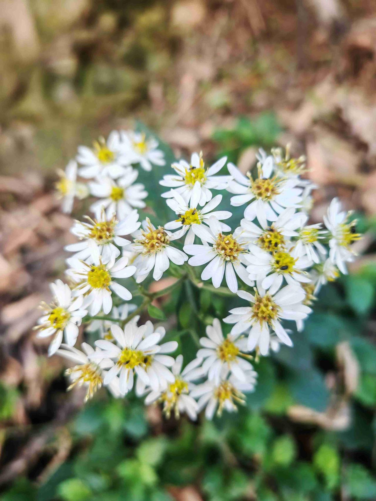我的今日状态：😁轻松愉快
我这里的天气：☀️晴天秋日生活记录