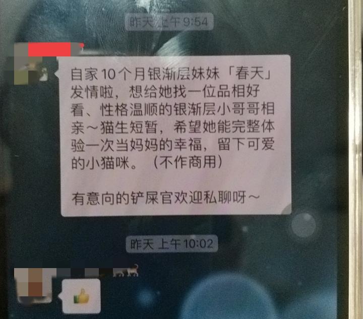 跳蚤群里有人给自家猫咪相亲，
发消息说：自家10个月银渐层妹妹发情啦，想给她找一