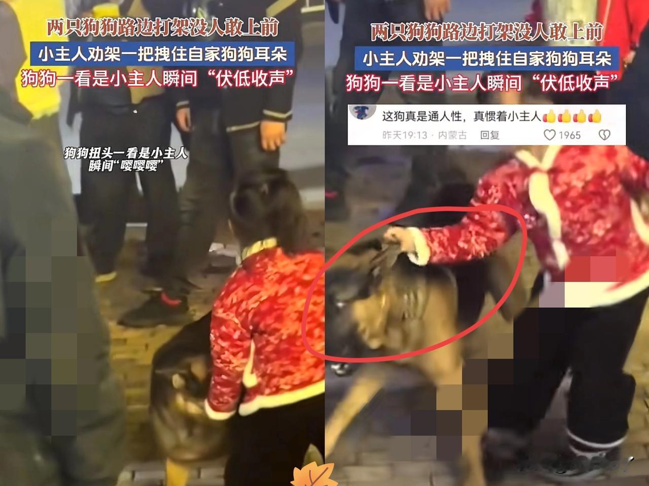 气场两米八！湖南，一街口有两只狗打架，四周的围观群众都只敢看他们打却不敢上前拦，