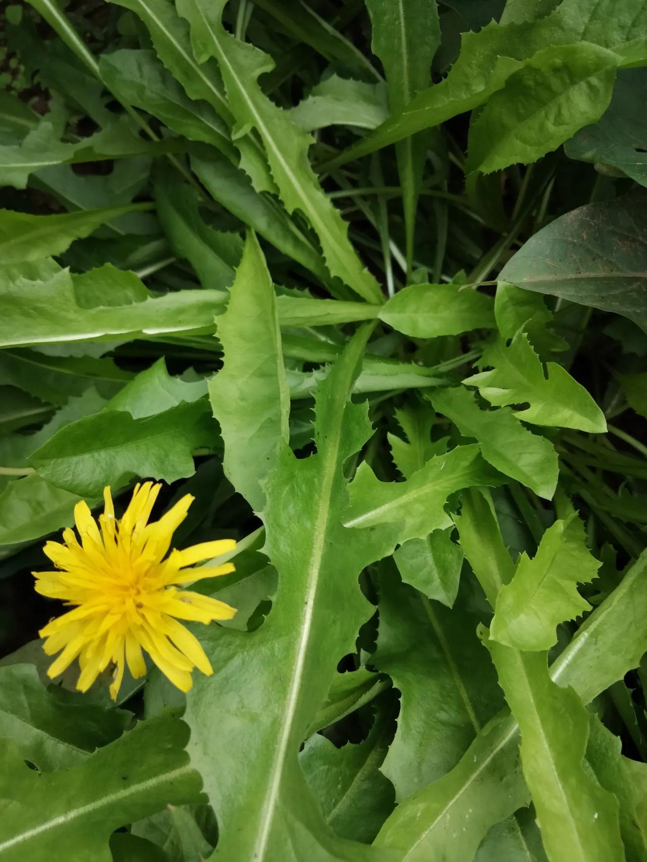 蒲公英，又名黄花草，婆婆丁，羊奶奶草，黄花地丁……
蒲公英味甘，性平，无毒
我们