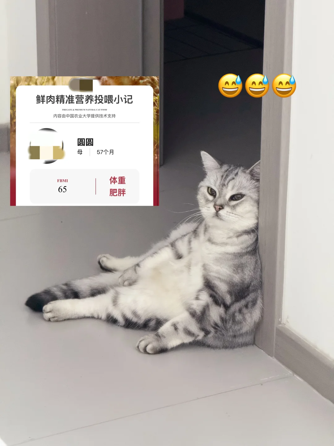完了 两只猫全测出肥胖了…