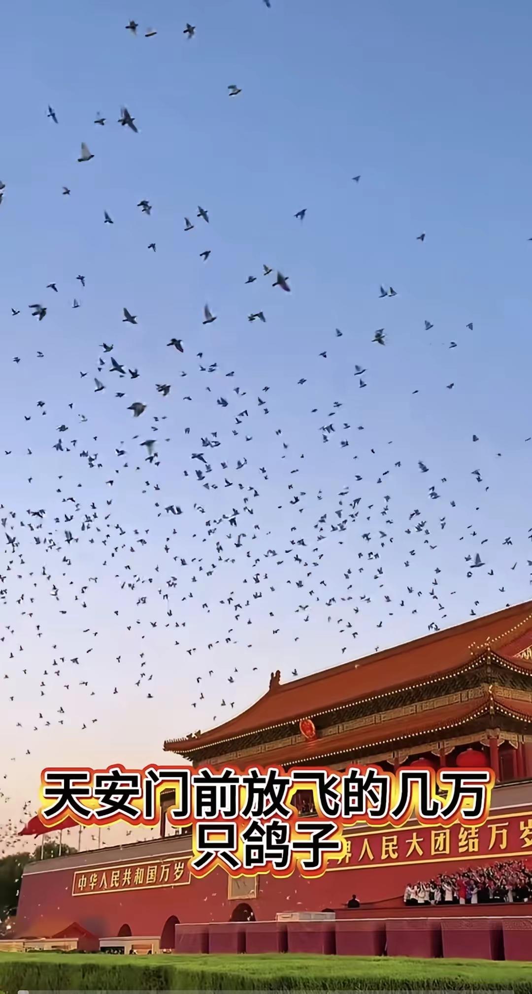 9月3日，当8万只和平鸽飞过天安门，我们的心情是激动的！朋友们 ，你们知道那8万