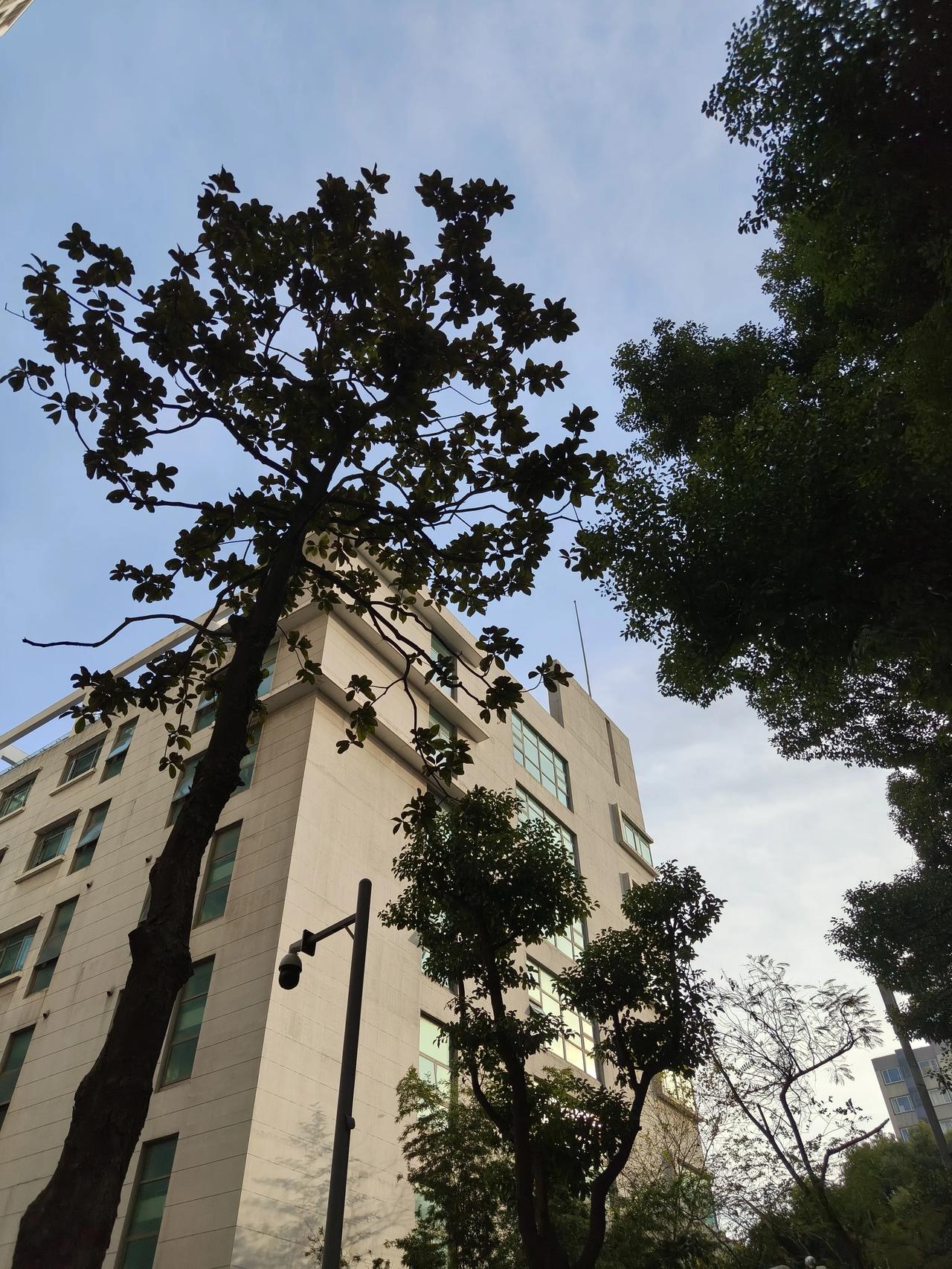 冬天的树，伸出细细的枝子，像一阵
淡紫色的烟雾。
冬天的树，像一些铜板蚀刻。
冬