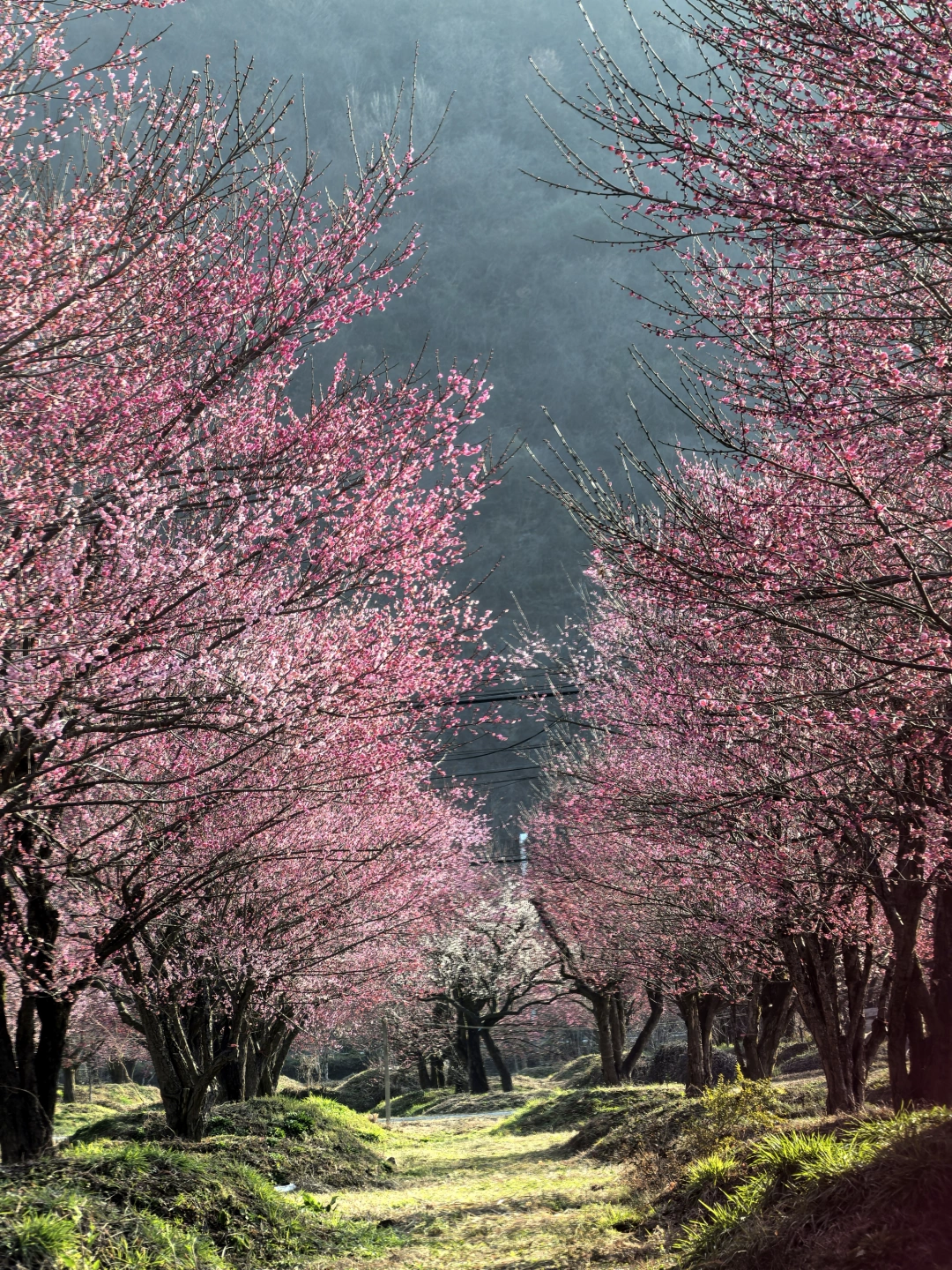 2.20赏梅人少 景美 车好停性价比很高