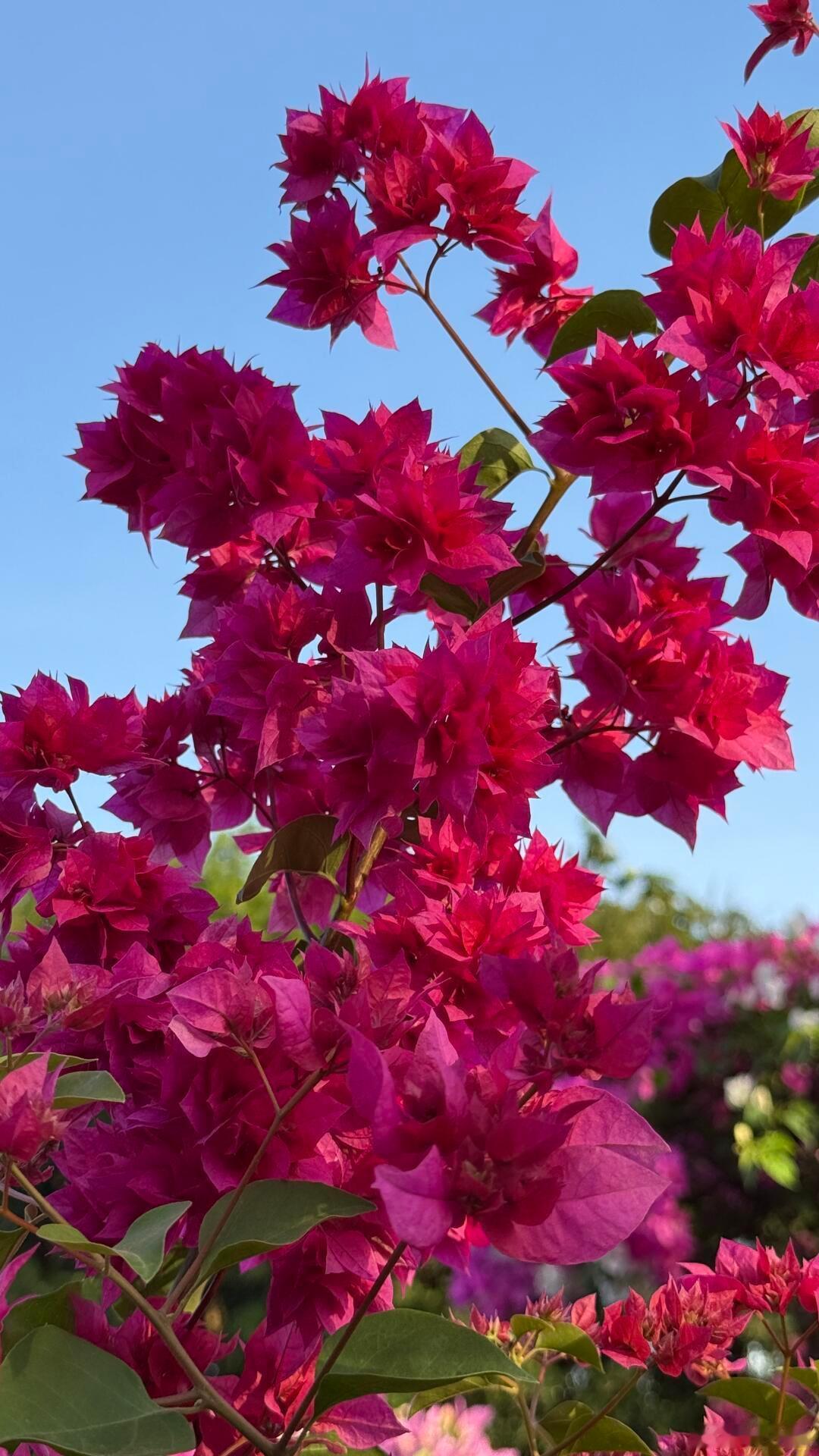 以为是花其实是五颜六色的叶子从刺里开出的花 它是亚热带城市最亮眼的风景线，用彩叶