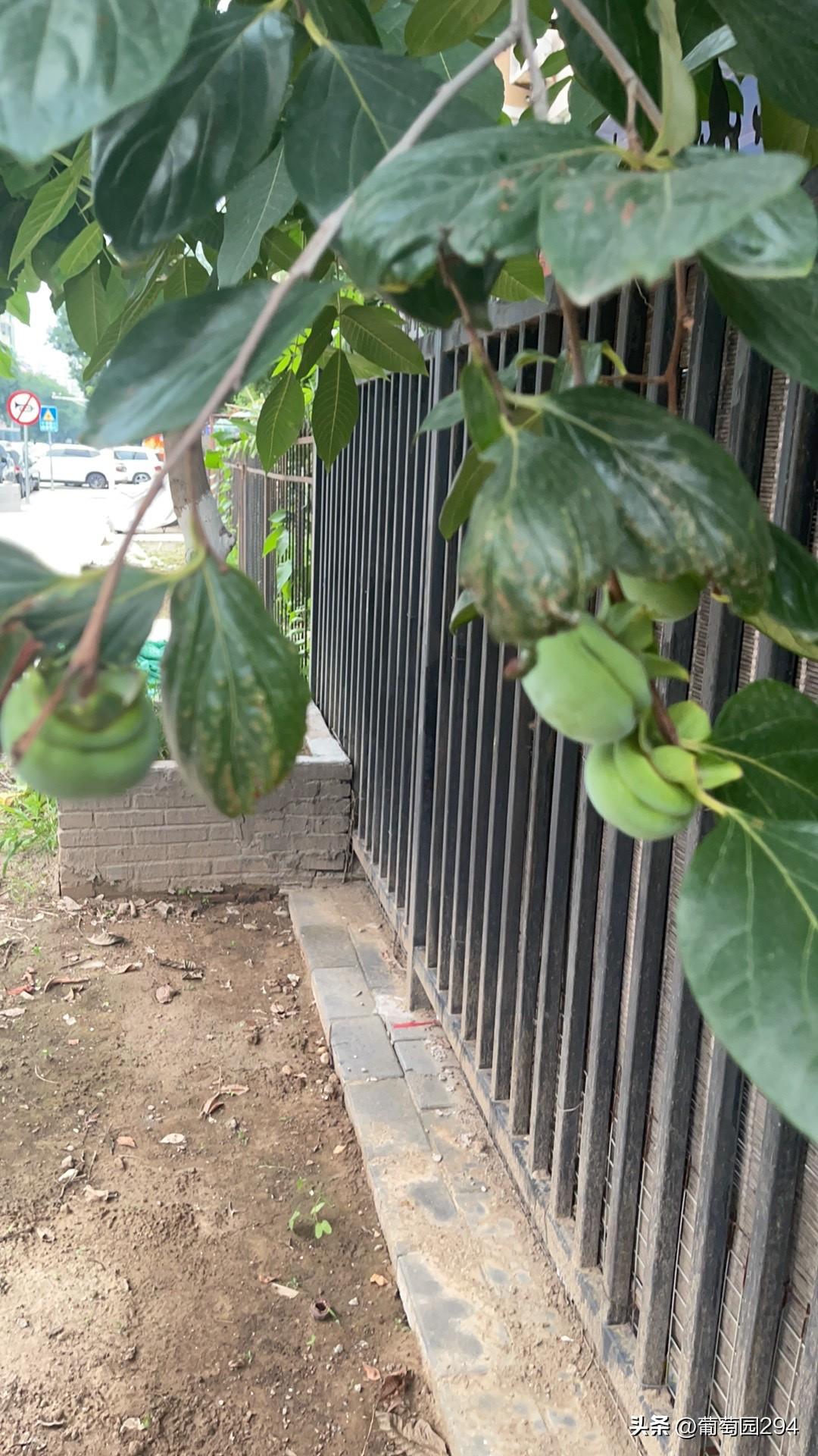 网上的信息很多……最近在争论尿不湿是不是有毒！
过去养孩子，用的是布，又叫尿褯子
