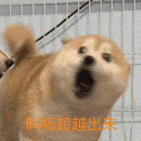 明天窝瓜能不能官宣杨超越吓我一跳 ​​​