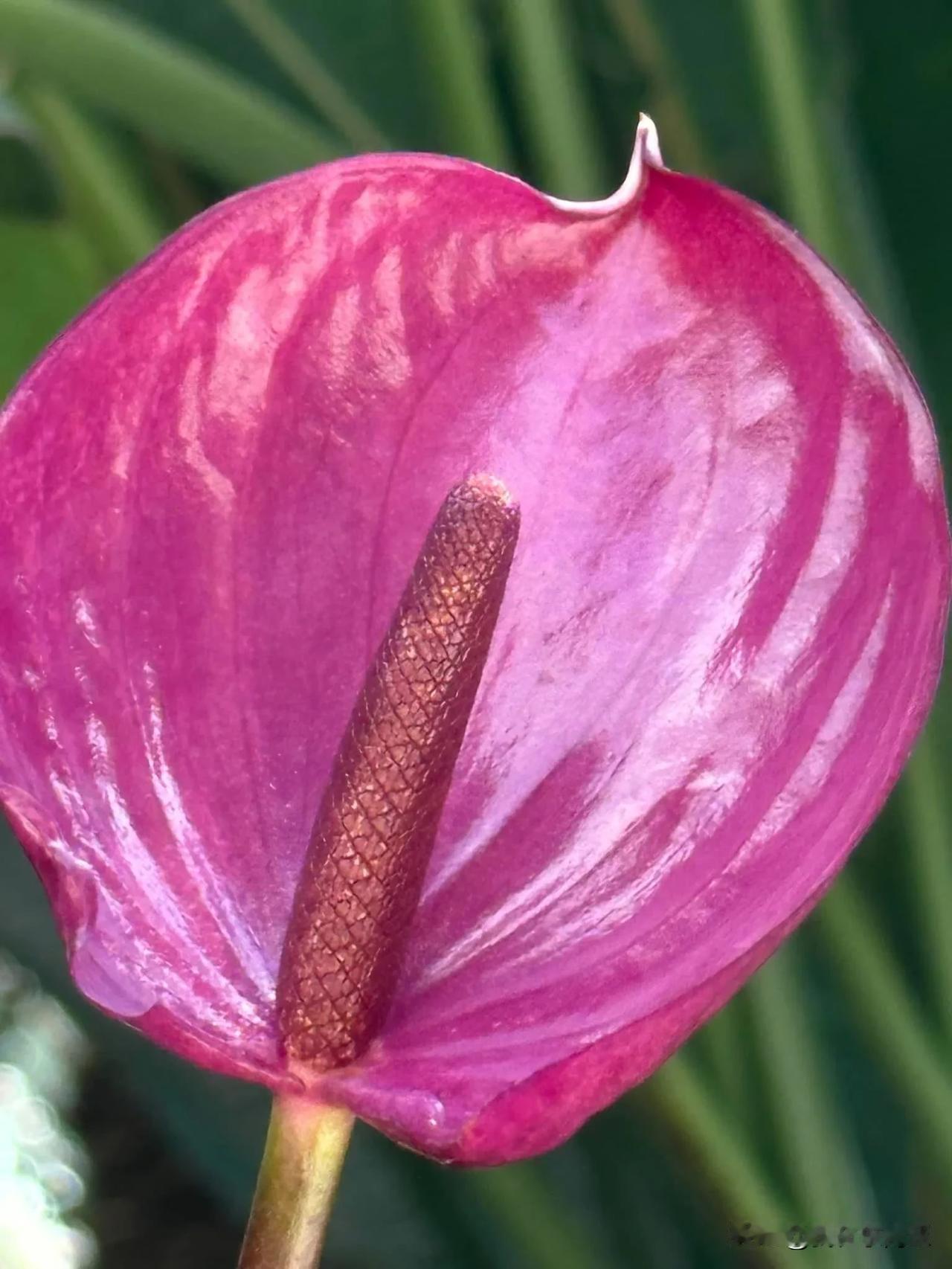 冬日生活打卡季火鹤花