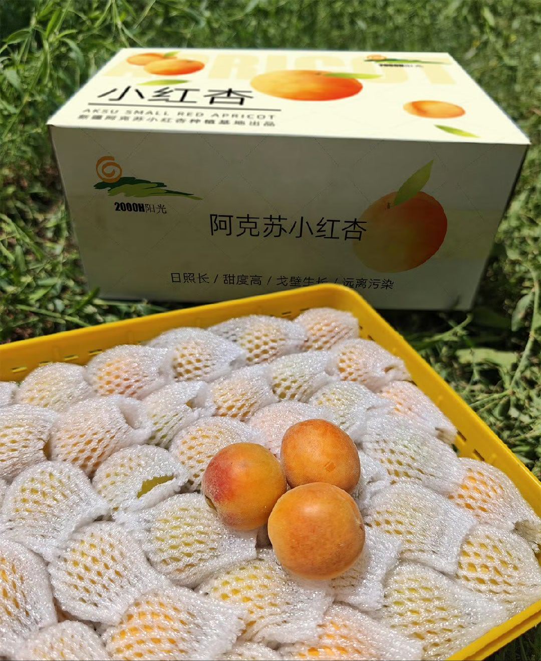 新疆阿克苏小红杏，新鲜上市[转圈]“树梢上的红色蜂蜜”她来啦！小红杏甜度高达24