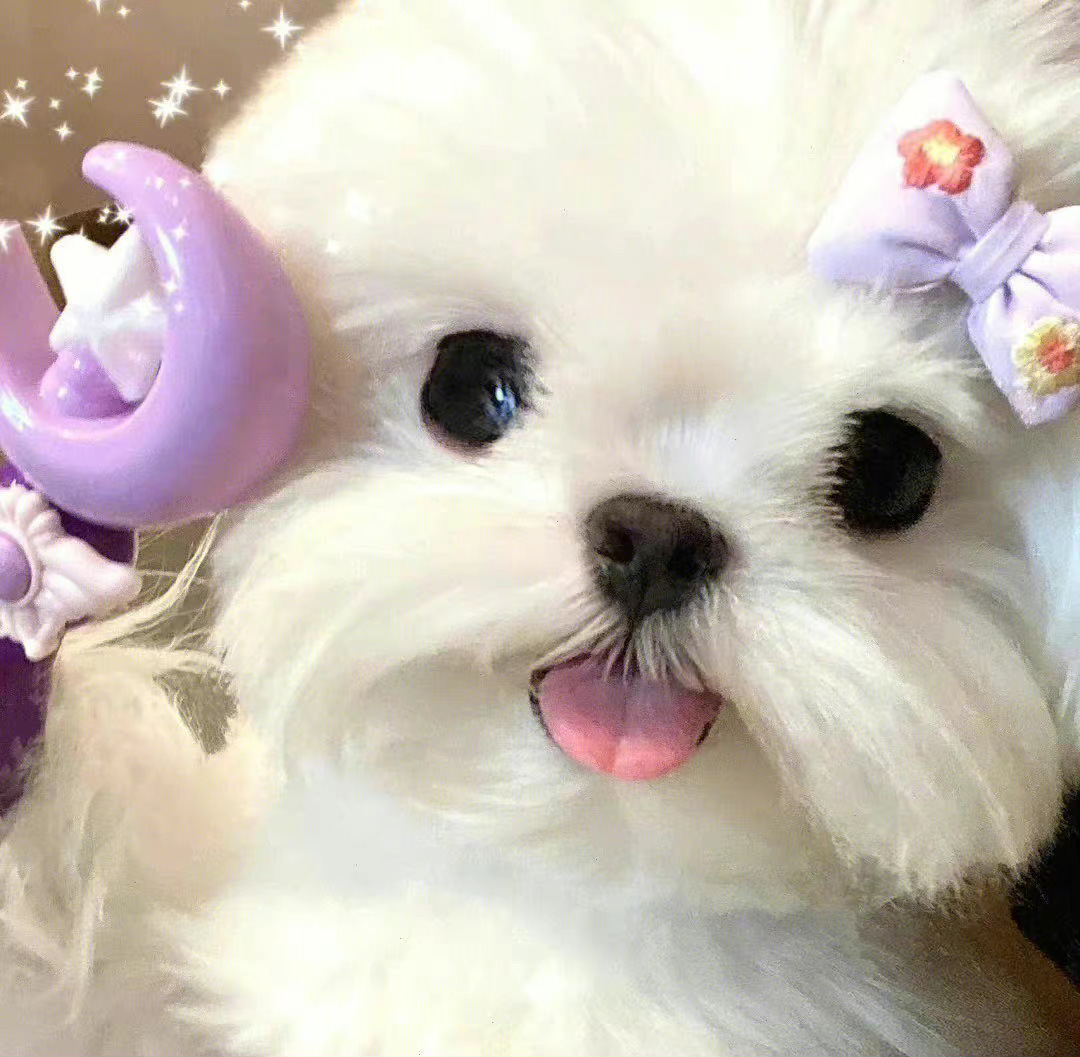 世界不能没有小狗啊啊啊啊！ ​​​