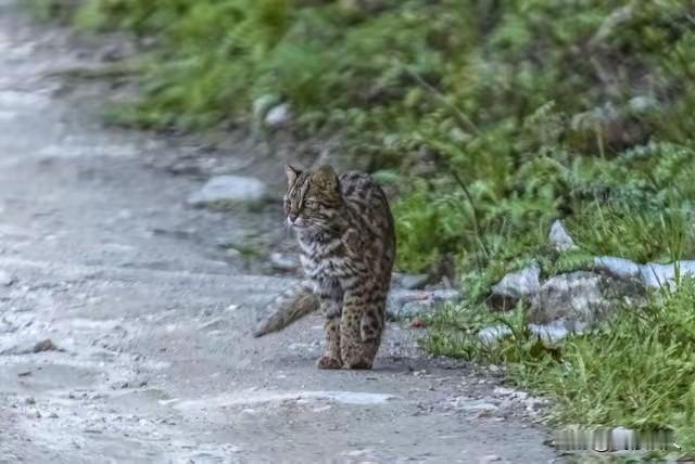 重庆女子路边偶遇“黄鼠狼”，一查身份吓懵：比大熊猫还稀有，救大命了！
4 月 1