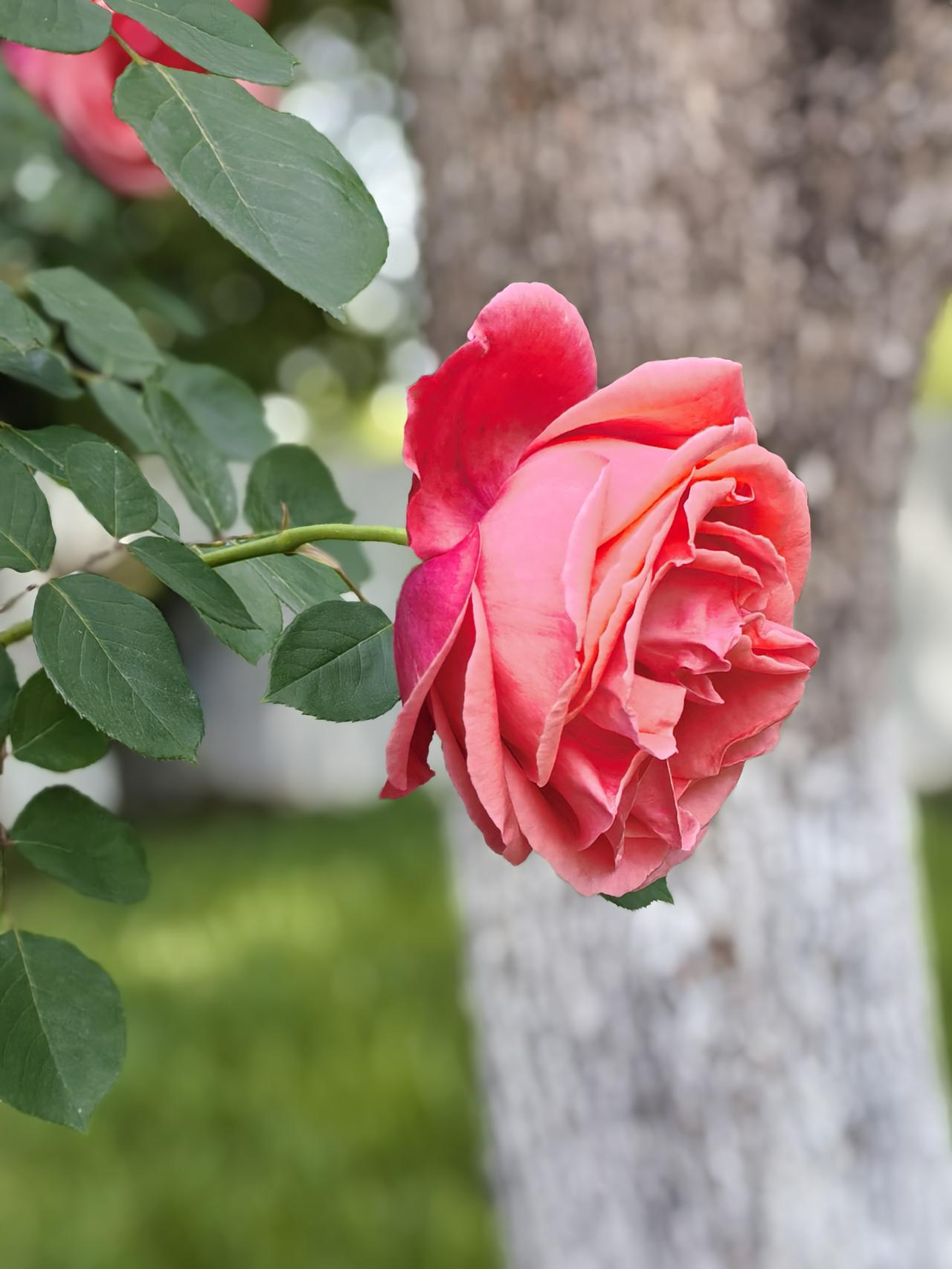 江南月季～

风过月季梢，
偷得半缕香。

月季开在烟火里，
把寻常日子，
过成