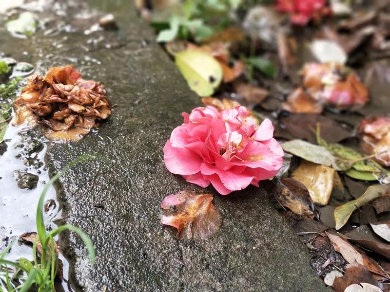 看到“秋乘落叶去”这个上联，简直太妙了！它把秋天拟人化，带着落叶潇洒离去，画面感