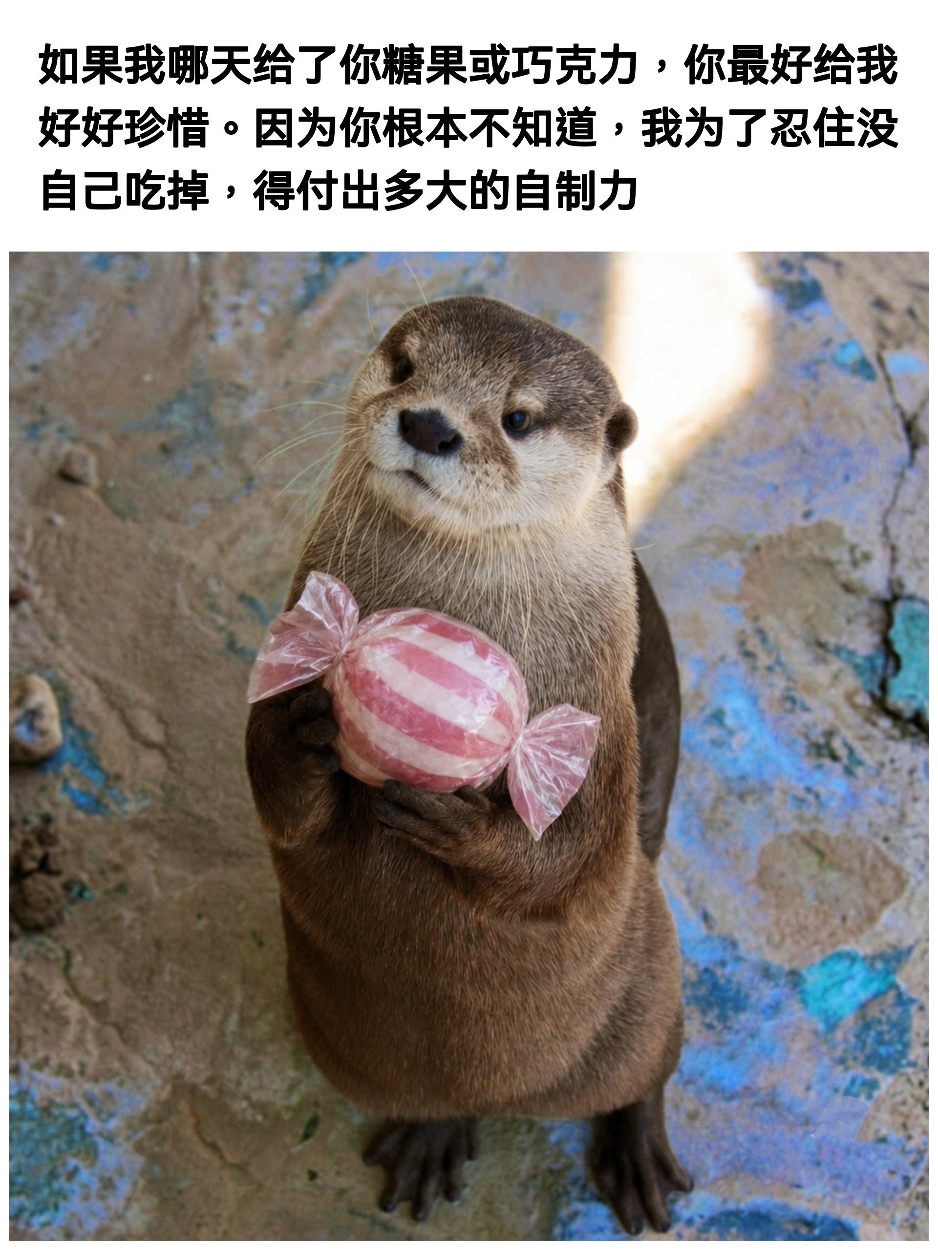 🍬meme水獭