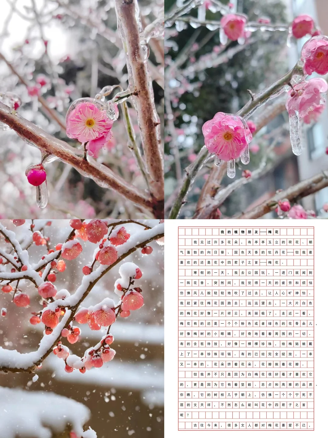 优秀作文摘抄《我的植物朋友—梅花》