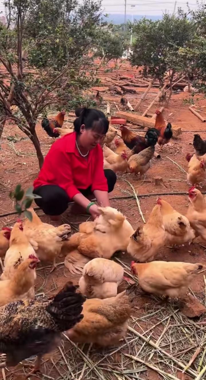 全红婵妈妈太接地气了！别看女儿是奥运冠军，她依旧守着老家的小院，日子过得风生水起