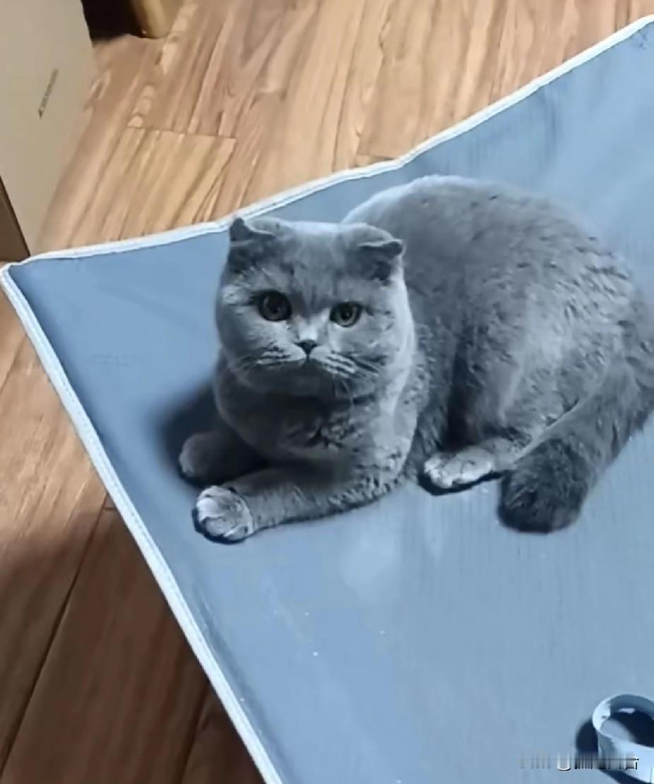 年前问女儿回不回家过年，女儿说要回来的话，就得带着猫一起回来，还扬言她和猫是套餐