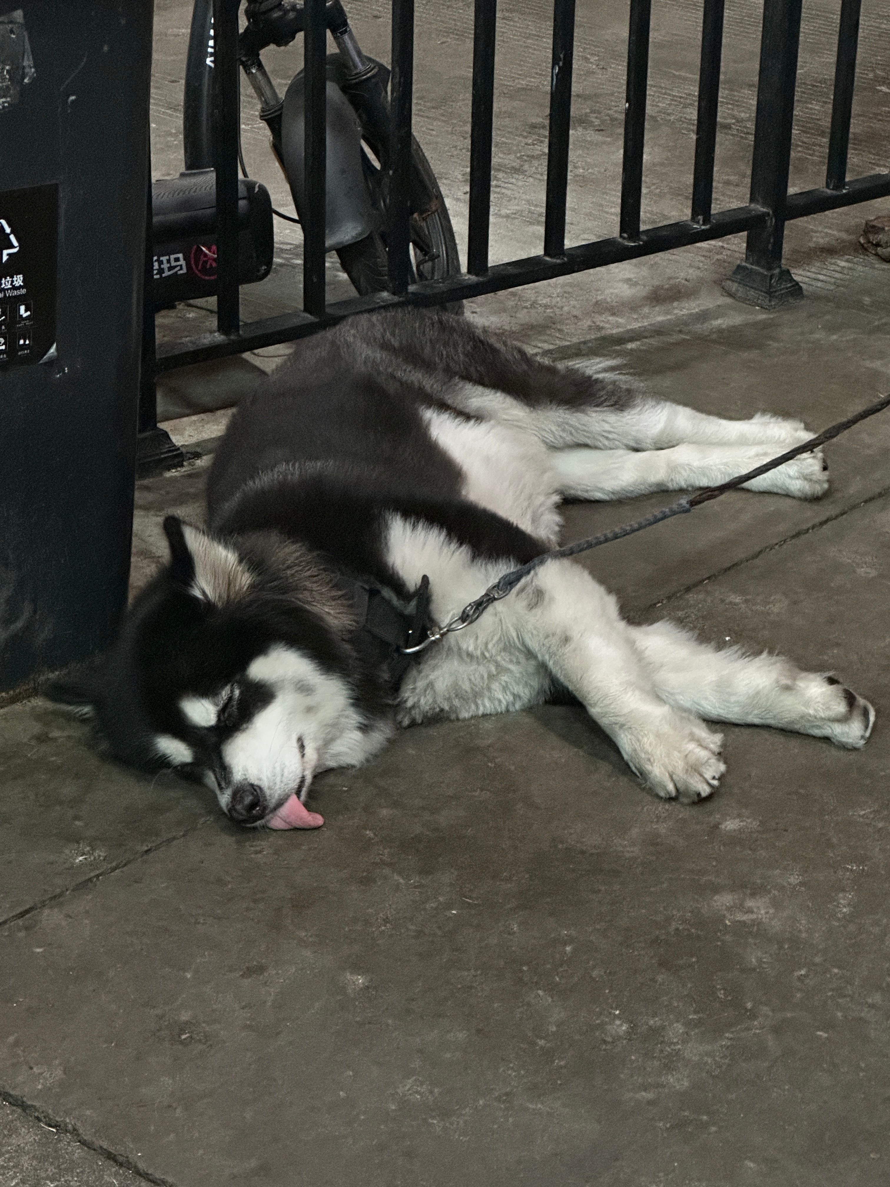 打工人遇到打工狗 ​​​