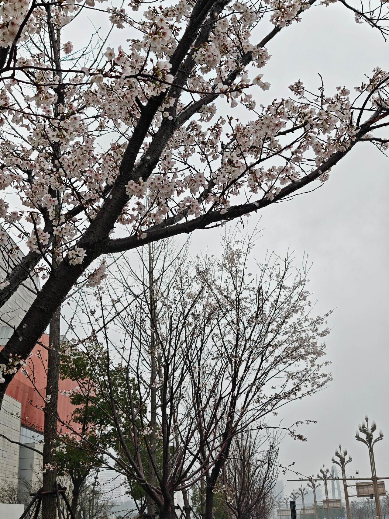 可惜你不在光谷，你不知道樱花雨有多美～这几年光谷的樱花真的越来越多了，除了有大黄