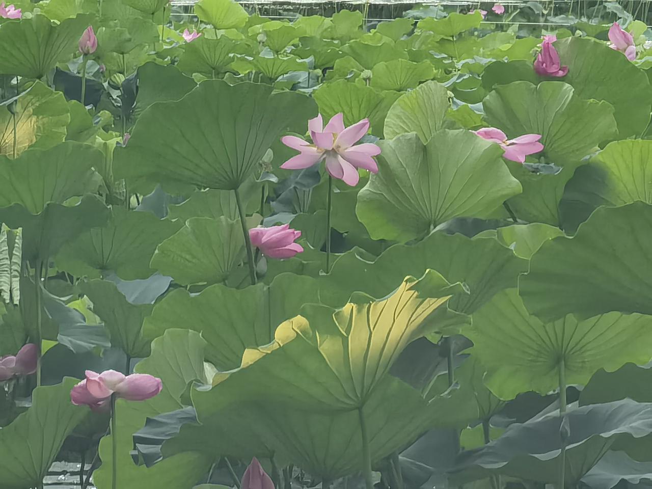 北陵公园雨后即景