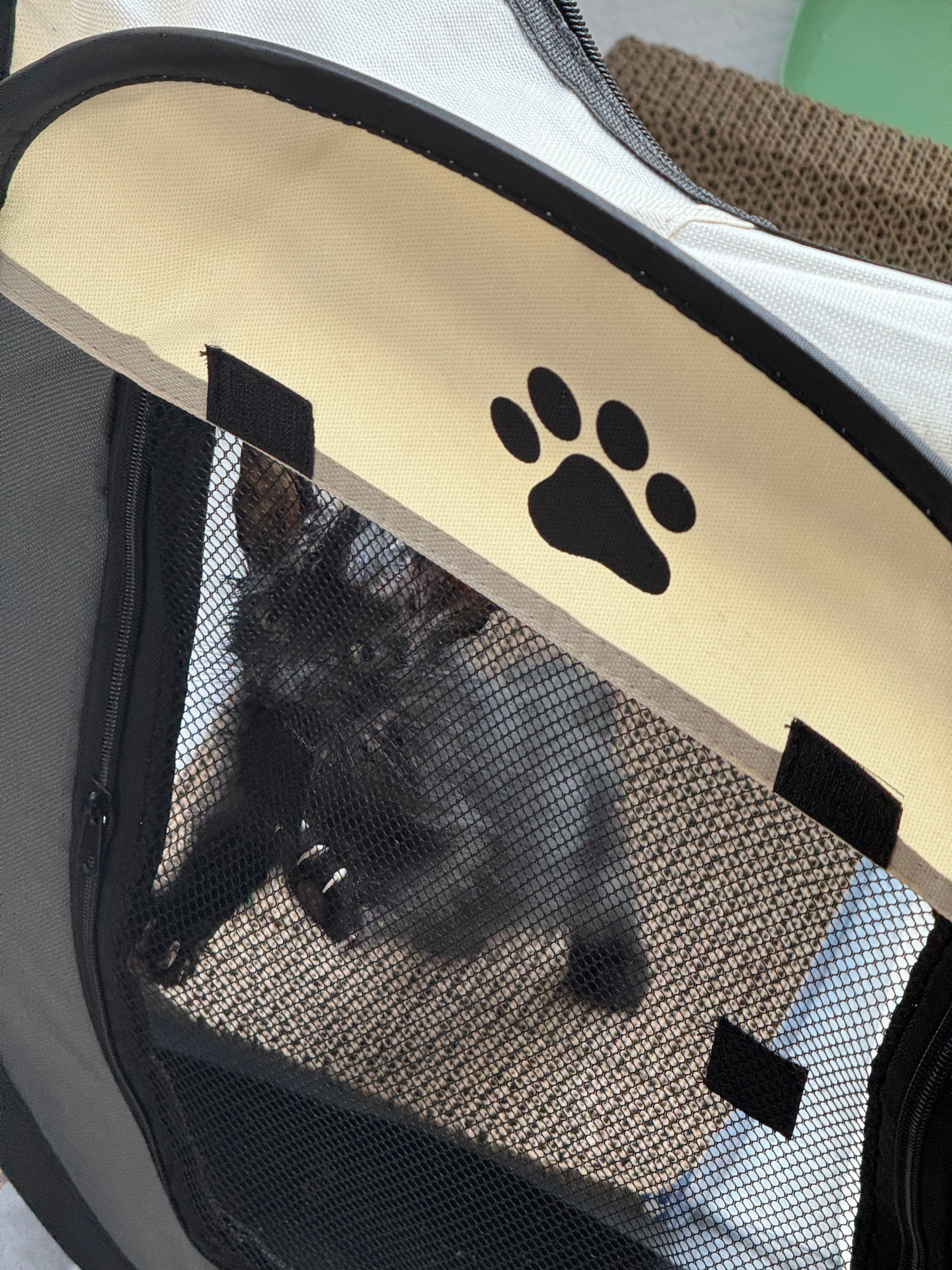 代友拍猫证件照，抓着猫摆来摆去力竭中[淡淡的] ​​​