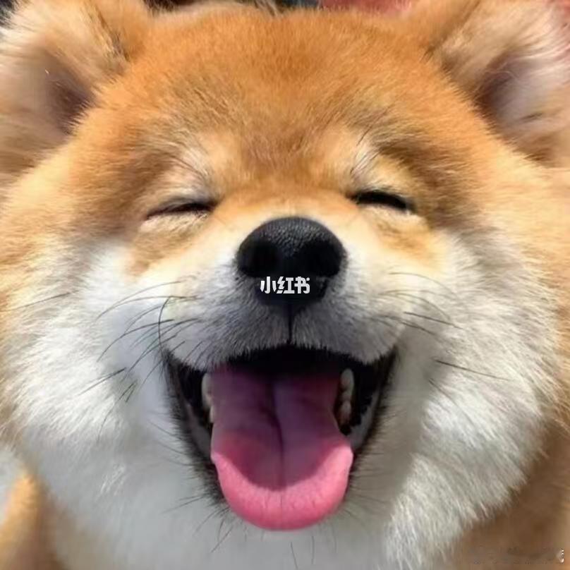 刘昊然纯正狗味头像  家人们谁懂啊！刘昊然在唐探里的形象，那股子机灵劲儿和柴犬简