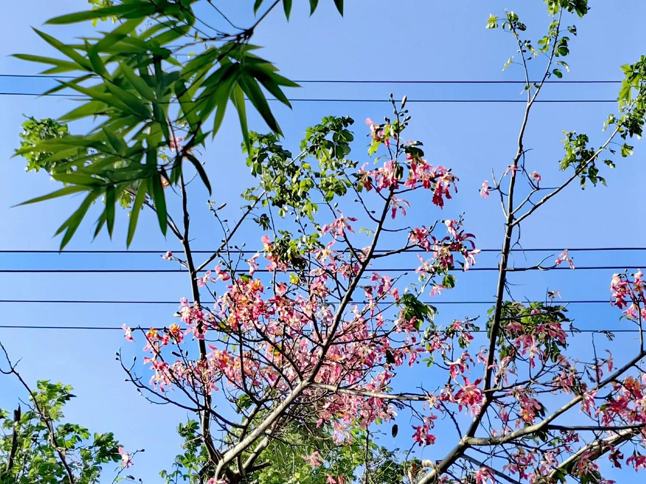 枝头粉霞映碧空，春色满眼入诗中。