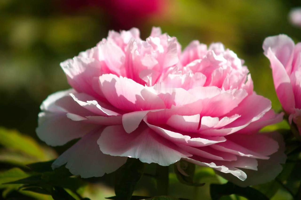 每年4月10日-12日是最佳赏花期