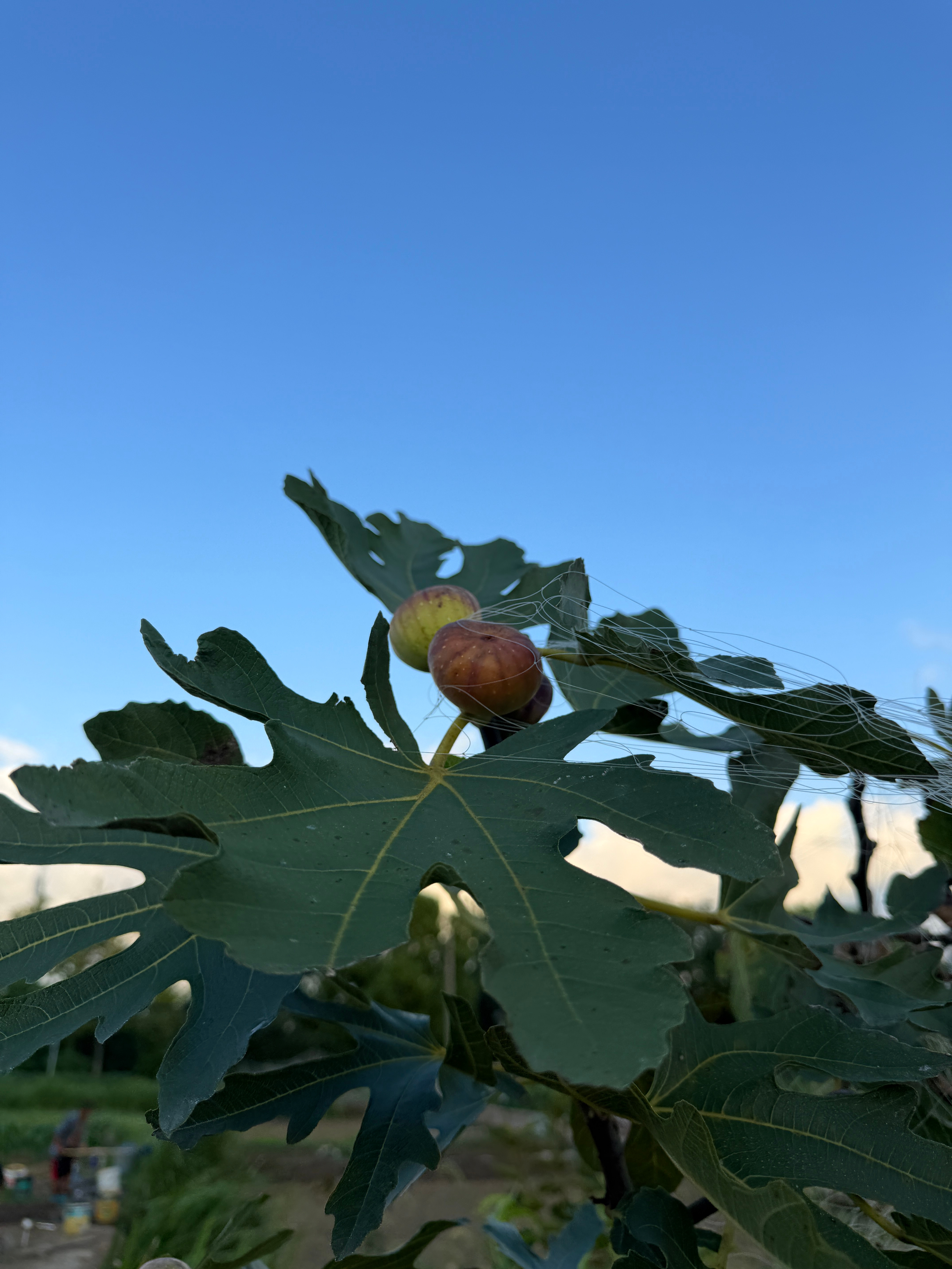 老妈菜园里的无花果熟啦🍈自然挂枝熟透，不催熟一口下去软糯清甜，是季节独有的甜[