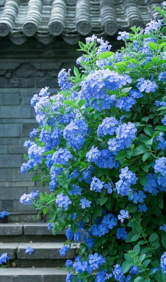 这是什么花