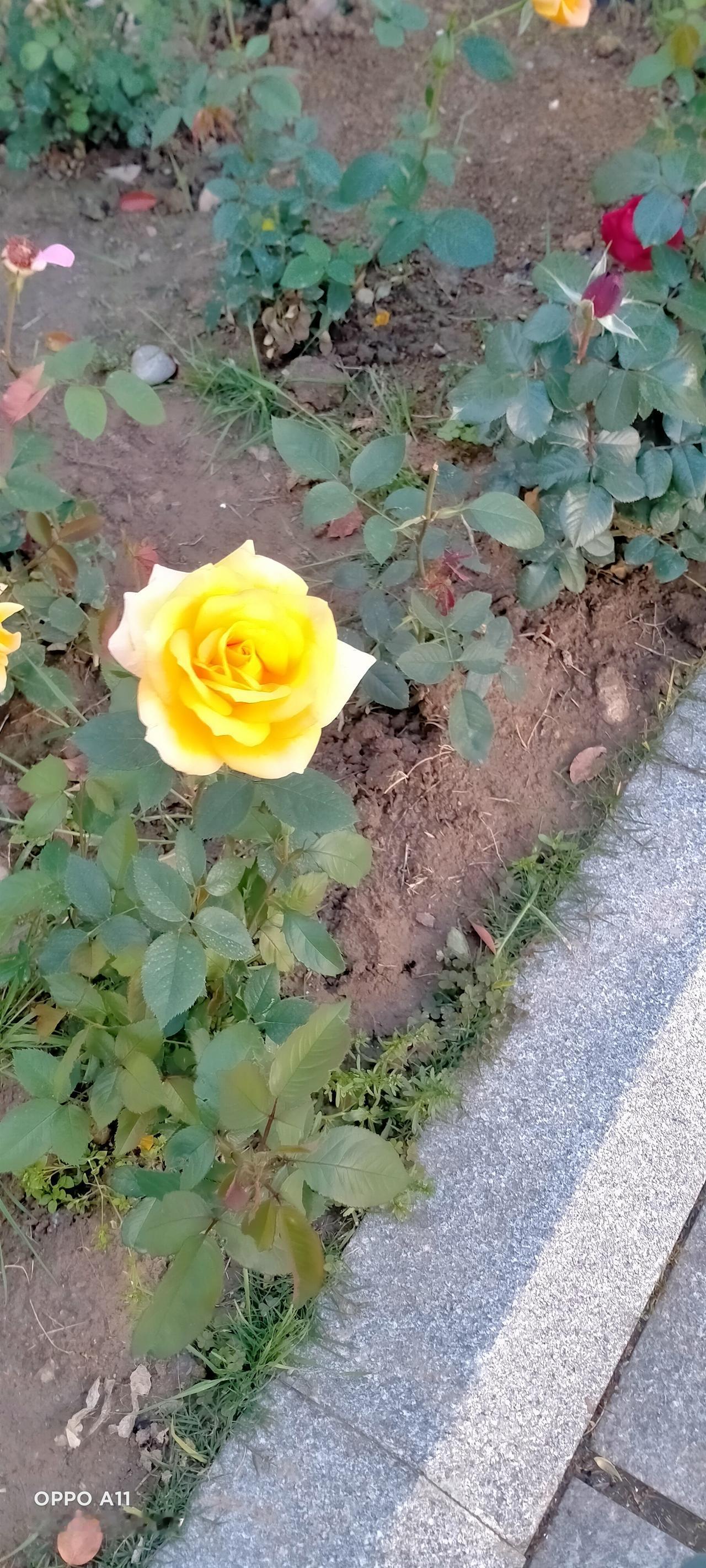 今年春天最想实现的心愿老公种地发，儿子，媳妇，闺女，工作发，我带娃治家发，总的来