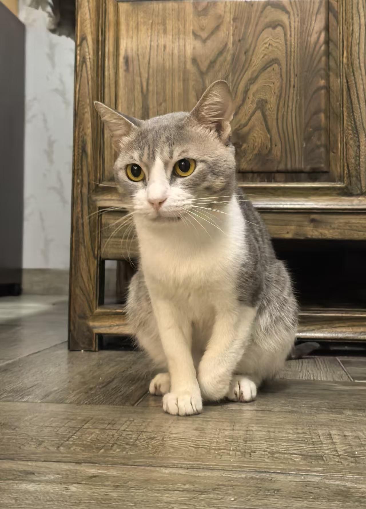 珠海，救助的流浪猫寻找爱心领养

喂了大半个月才换来他的头贴信任，不想让他再过颠