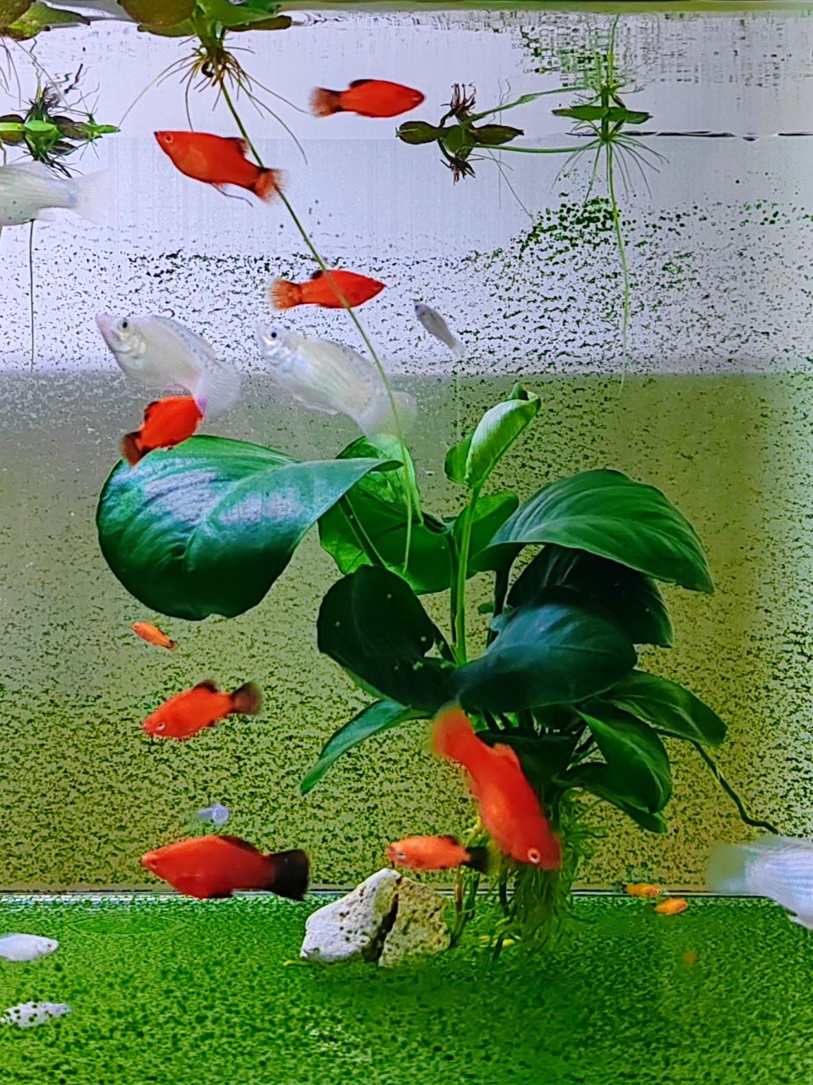 起初我只想偷懒，把水榕随便扔进鱼缸就不管了，任它漂浮。但是我发现那样会很难看，根