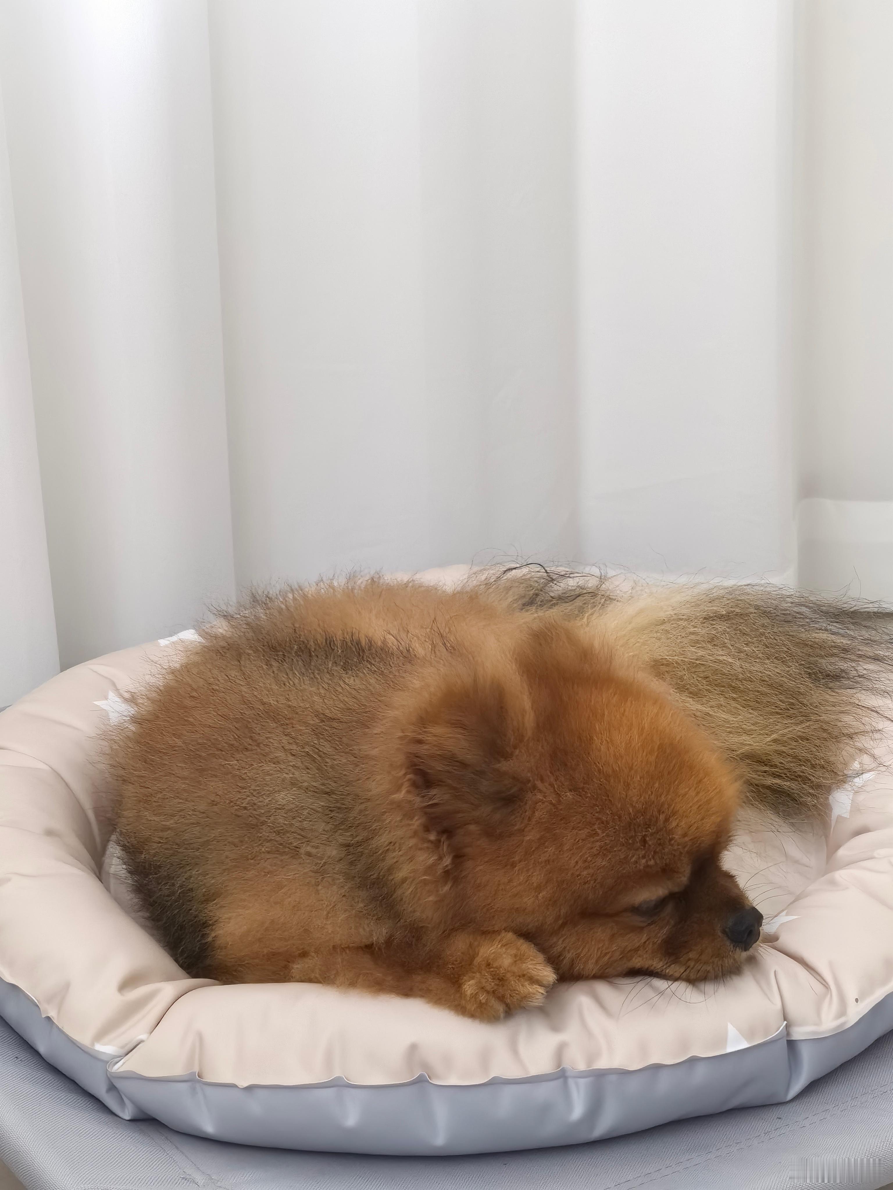 我家小lucky真的绝顶绅士小狗，十分之倔强，这几天连绵下雨根本没办法遛它，就是