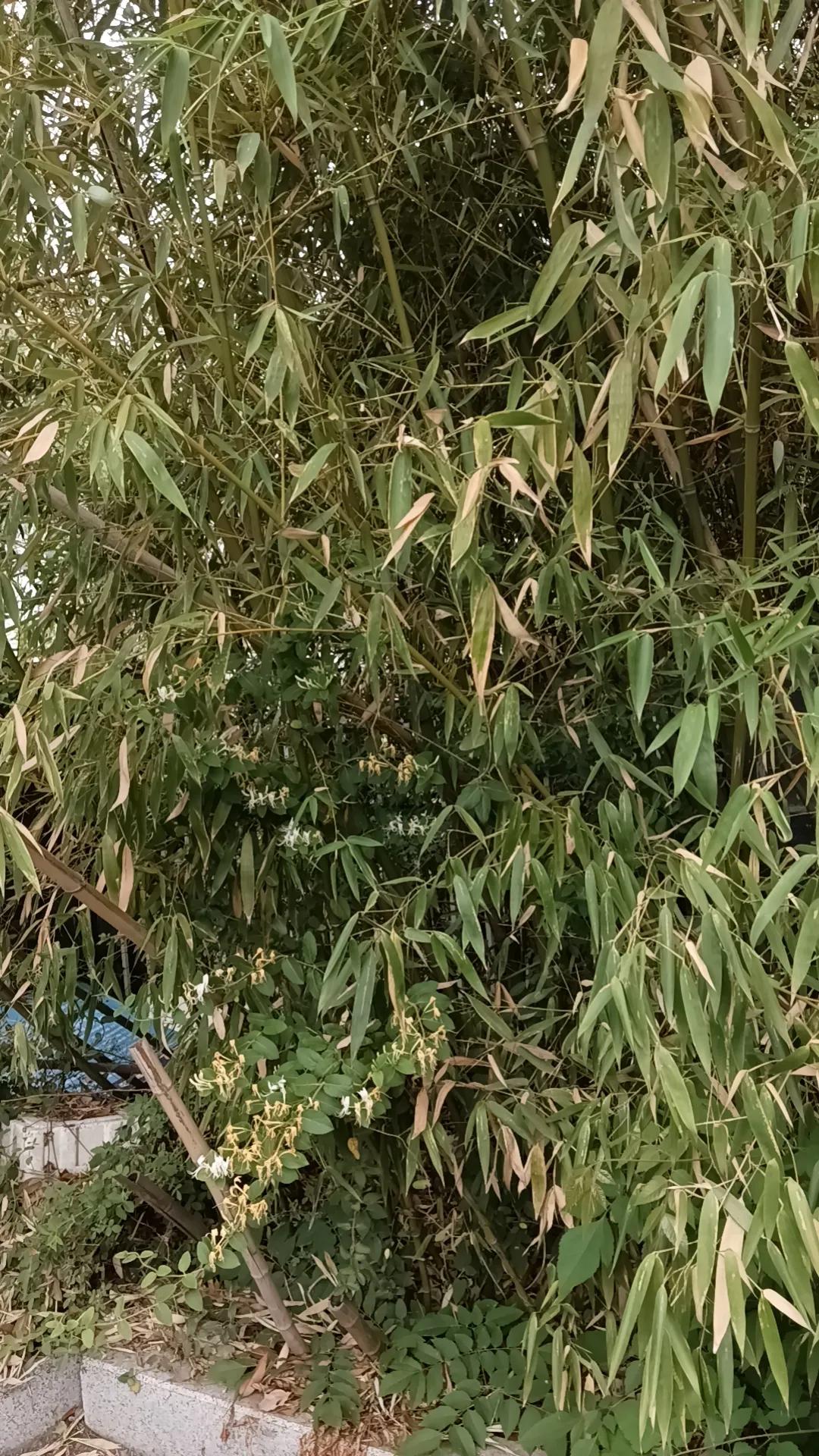 还有42天又是一年高考季，虽然儿子马上就要读大三了，高考对于我俩来说已经是永远的