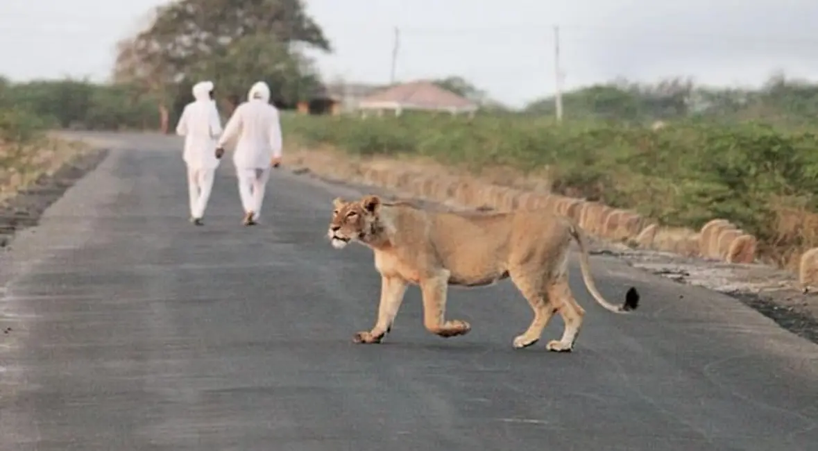 一只母狮悠闲地在牧民身后行走。古吉拉特邦的马尔达里人世代与亚洲狮共处...