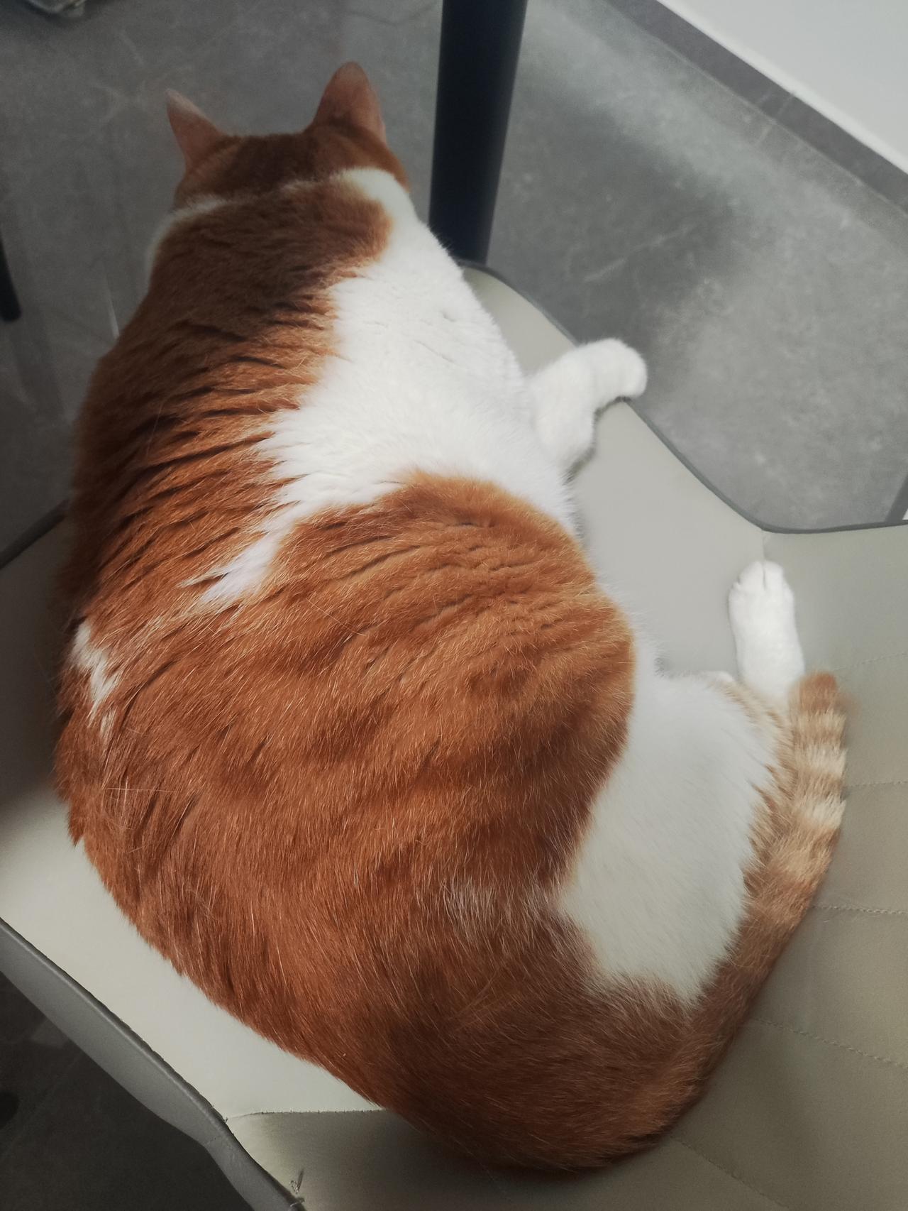 这只橘白相间的猫正蜷缩在椅子上睡觉。陪我加班。