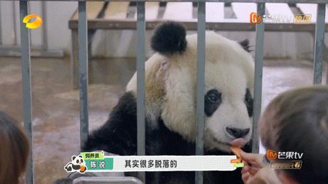 #熊猫一家人这期讲老年大熊猫#不得不说，这个节目真的好用心呀，实习生们去学习如何