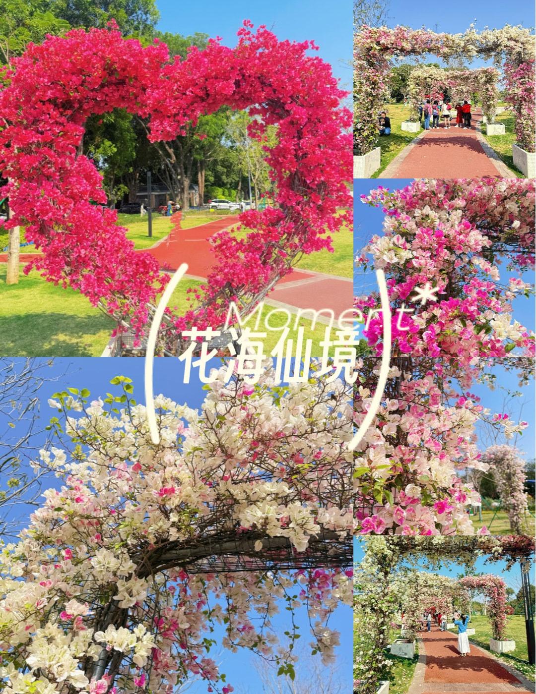 二沙岛的三角梅，真是美哭了。
📍广州 二沙岛
🌸 春日限定！这片三角梅花海也