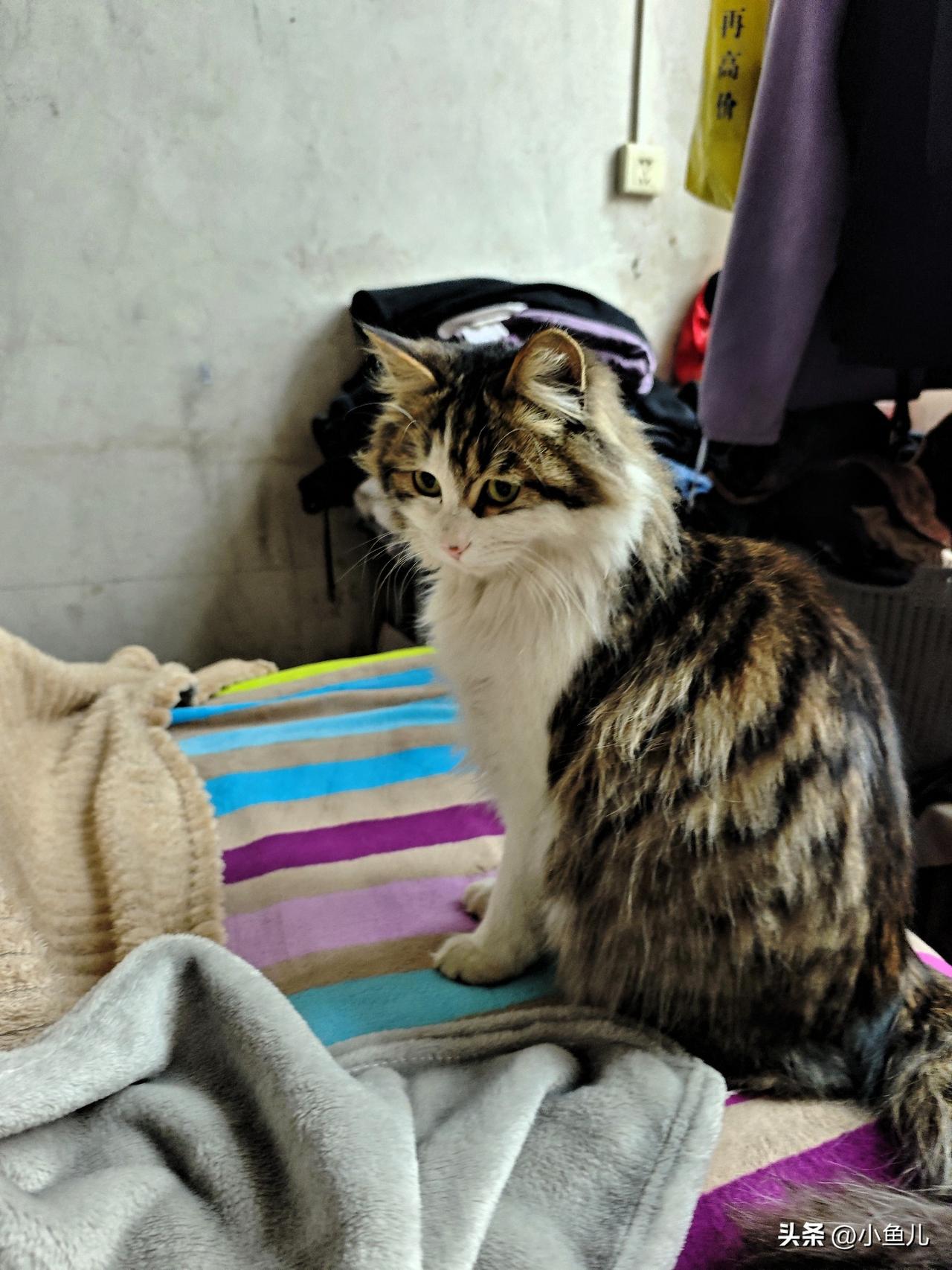 别人眼里它又笨又傻，总做些蠢事，打翻水杯，钻错纸箱，连逗猫棒都抓不准。可只有我知