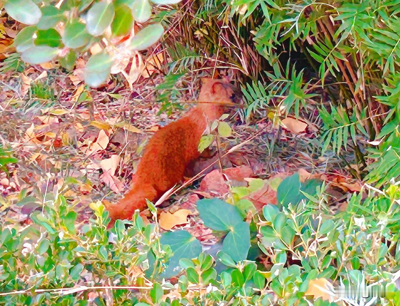 终于被我拍到了吧，我们小区的黄大仙！
神话传说，黄鼠狼每到十五月圆夜就会聚在一起
