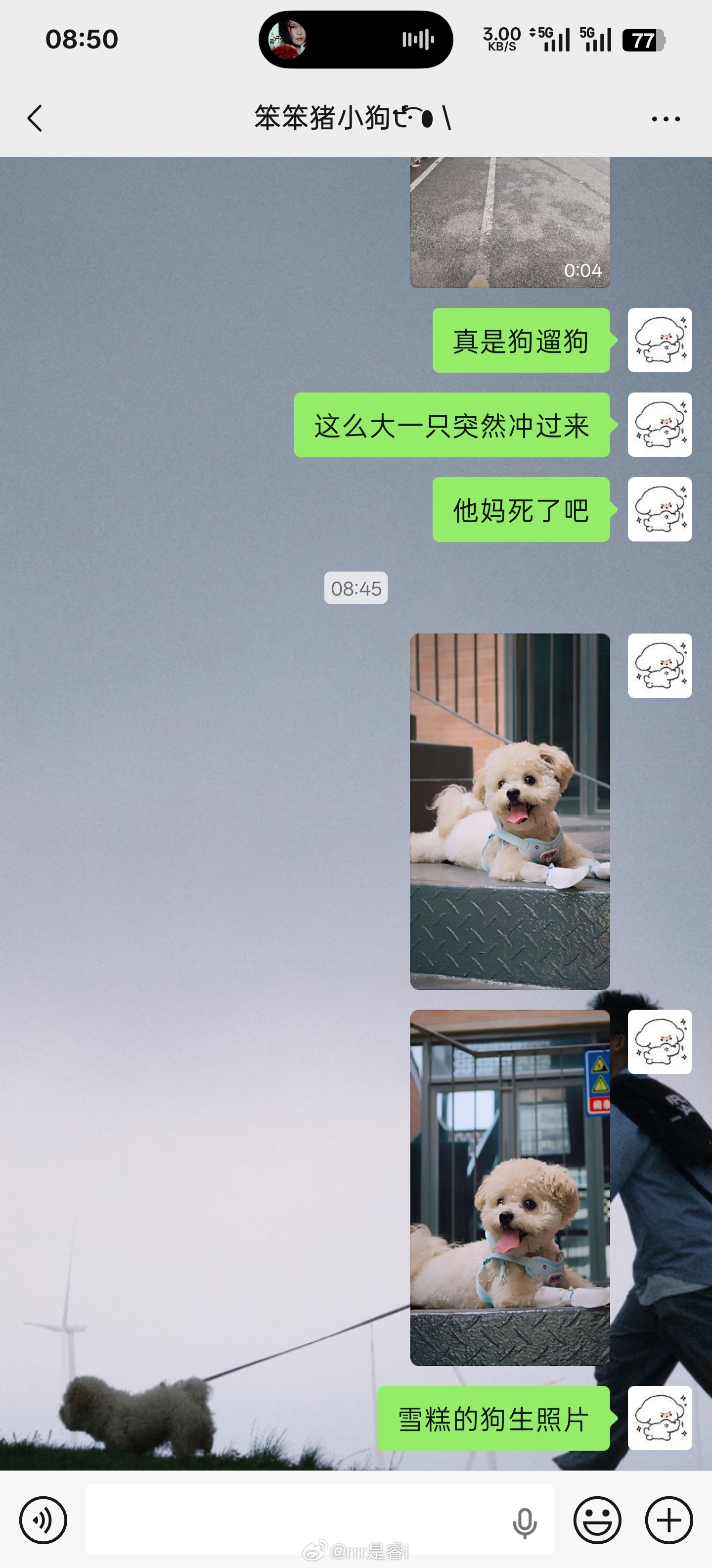 谁家的🐷？一早 do 完我光速开启遛狗高能模式而有的小猪睡得香的呀… 